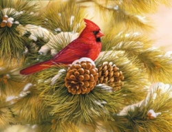 December Dawn Cardinal Boxed Christmas Cards